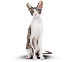 Изображение стройного кота, сбросившего лишний вес, после прохождения программы Slim